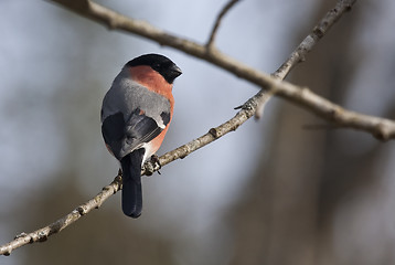 Image showing male bullfinch