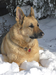 Image showing Snow Dog