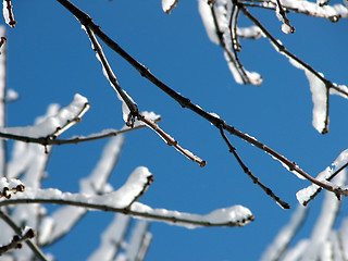 Image showing Snow Twigs