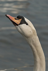 Image showing Swan