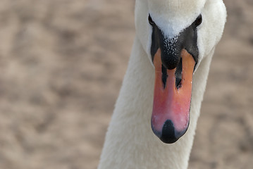 Image showing Swan