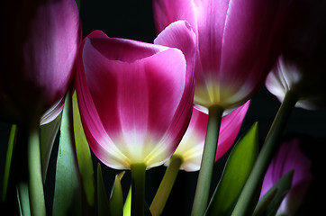 Image showing fairy-tale tulips