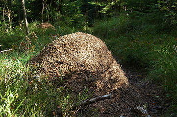 Image showing Ant heap