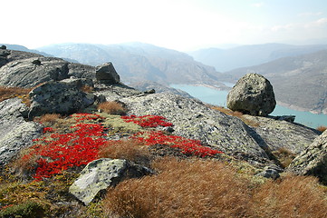 Image showing Red heather