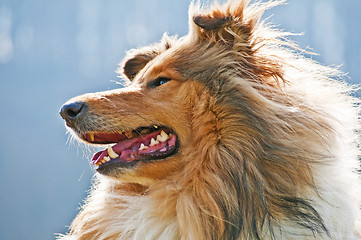 Image showing collie