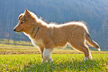 Image showing collie whelp