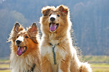 Image showing American collie dogs