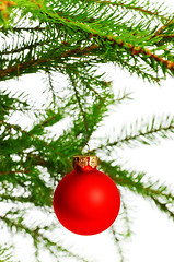 Image showing red decoration ball on spruce branch