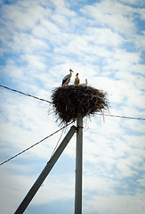 Image showing storks in nest