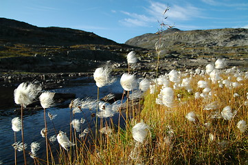 Image showing Bog cotton blowing in the wind