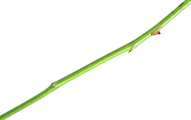 Image showing Long Stem