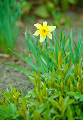 Image showing Bright Daffodil