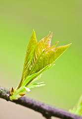 Image showing Spring Leaves