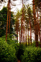 Image showing In Pine Forest