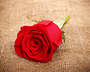 Image showing Red Rose