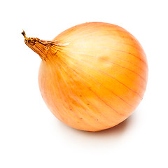 Image showing Onion Bulb