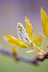 Image showing Spring Bud