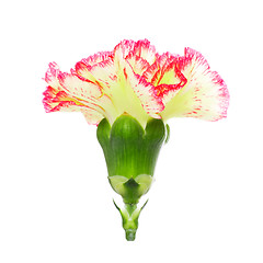 Image showing Pink and Yellow Carnation