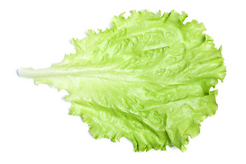 Image showing Green Lettuce