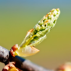 Image showing Spring Bud