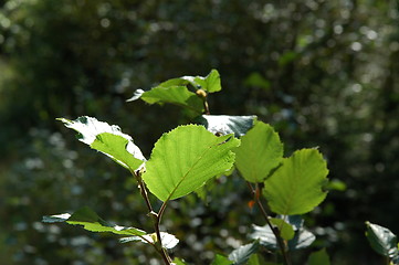 Image showing Green leaves in sunlight