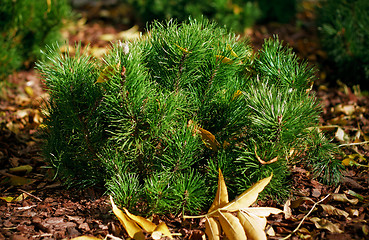 Image showing shoots mountain spruce