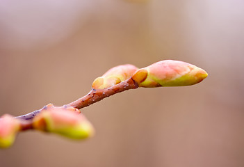 Image showing Spring Bud