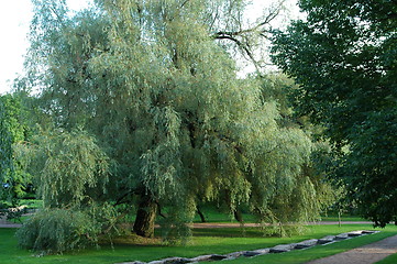 Image showing Tree in park