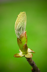 Image showing Spring Bud