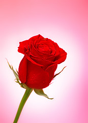 Image showing Red Rose