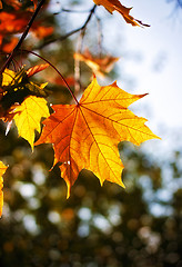 Image showing autumn maple leaves