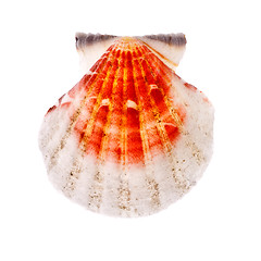 Image showing Radial Seashell