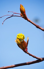 Image showing Spring Bud