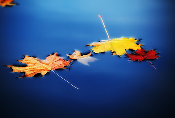 Image showing autumn maple leaves on water