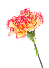 Image showing Pink and Yellow Carnation