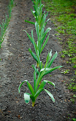 Image showing Garlic Bed