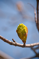 Image showing Spring Bud