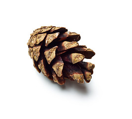 Image showing pinecones