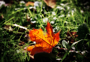 Image showing autumn mapple leaf in grass