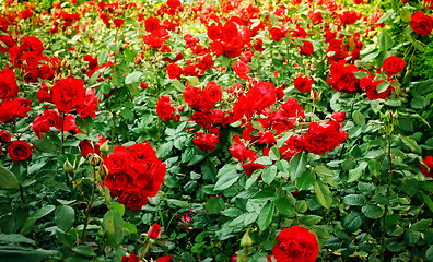 Image showing roses flowerbed