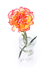 Image showing Carnation in Glass