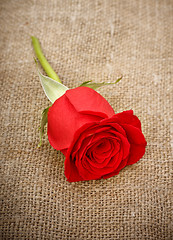 Image showing Red Rose