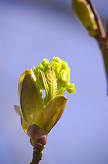 Image showing Spring Bud