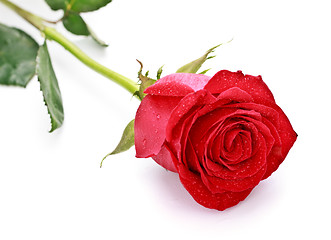 Image showing Red Rose