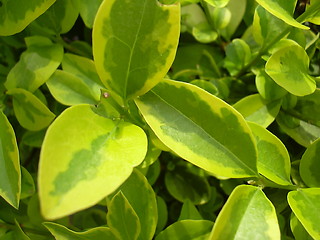 Image showing shades of green