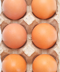 Image showing Eggs In Tray