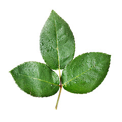 Image showing Isolated Green Leaves