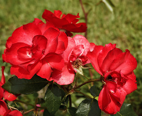 Image showing roses flowerbed