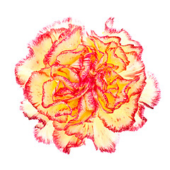 Image showing Pink and Yellow Carnation