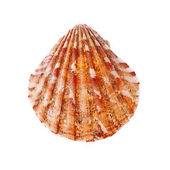 Image showing Radial Seashell